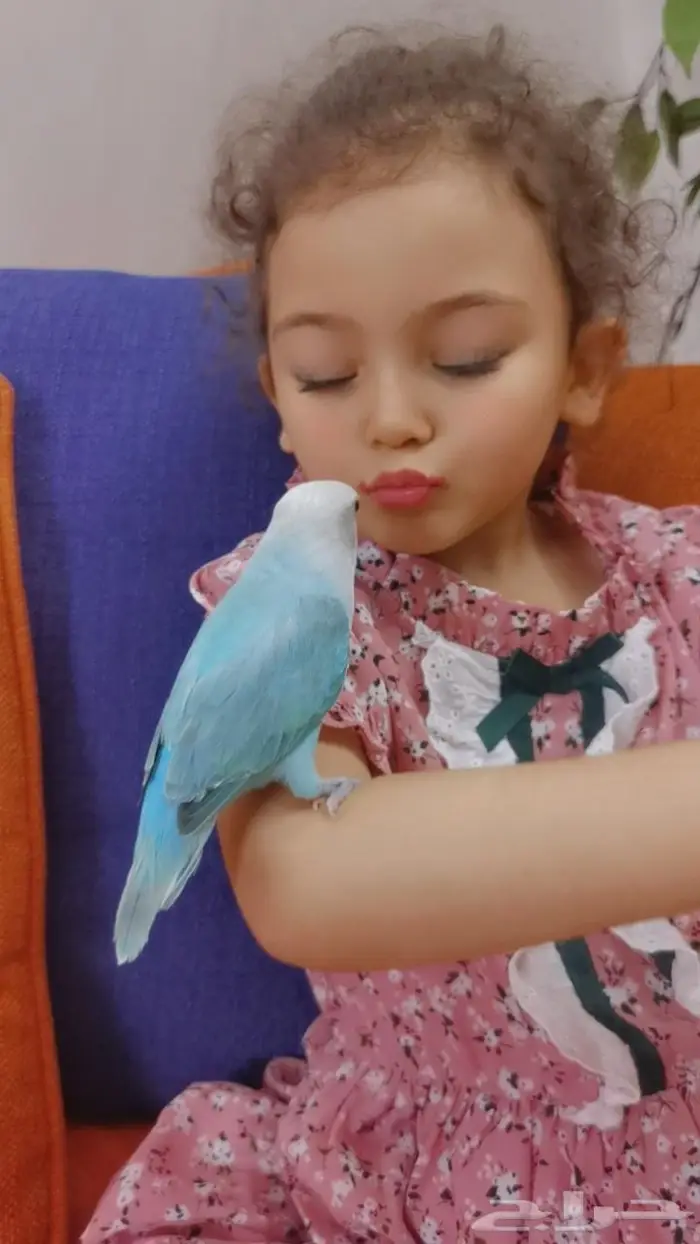 للبيع ببغاء الروز اليف جدأ مناسبه للعب مع الأطفال للبيع 13
