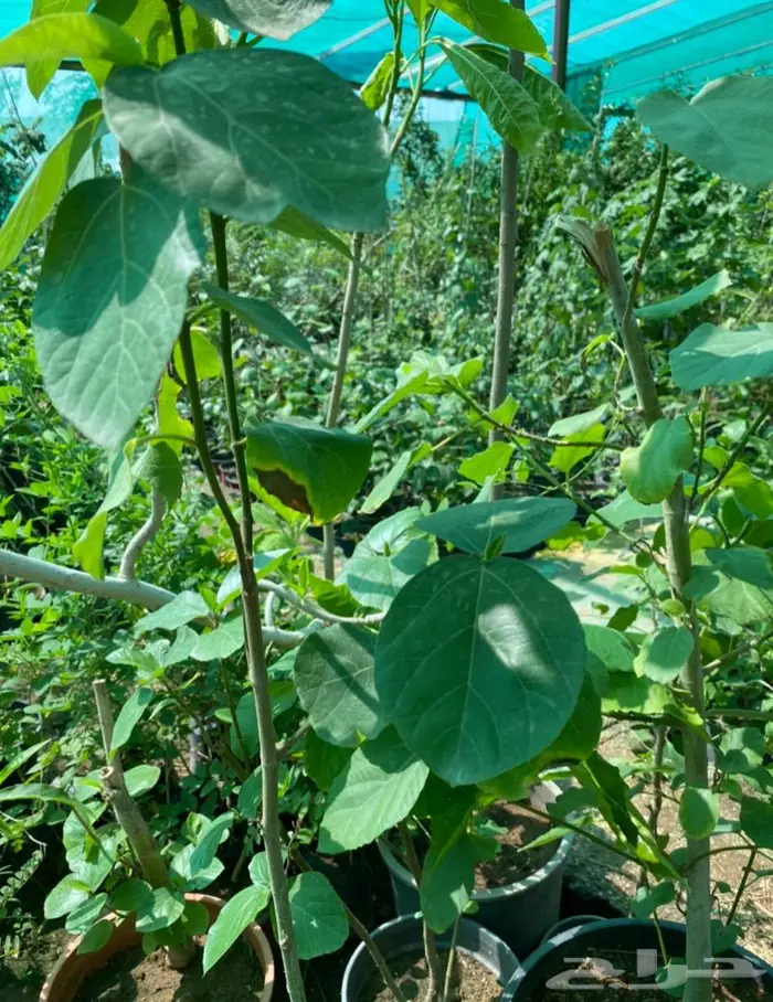 شتلات الجميز او الحماط او الابراه 5