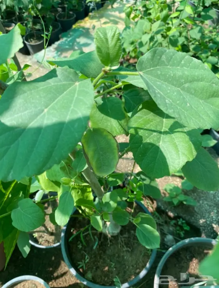 شتلات الجميز او الحماط او الابراه 4