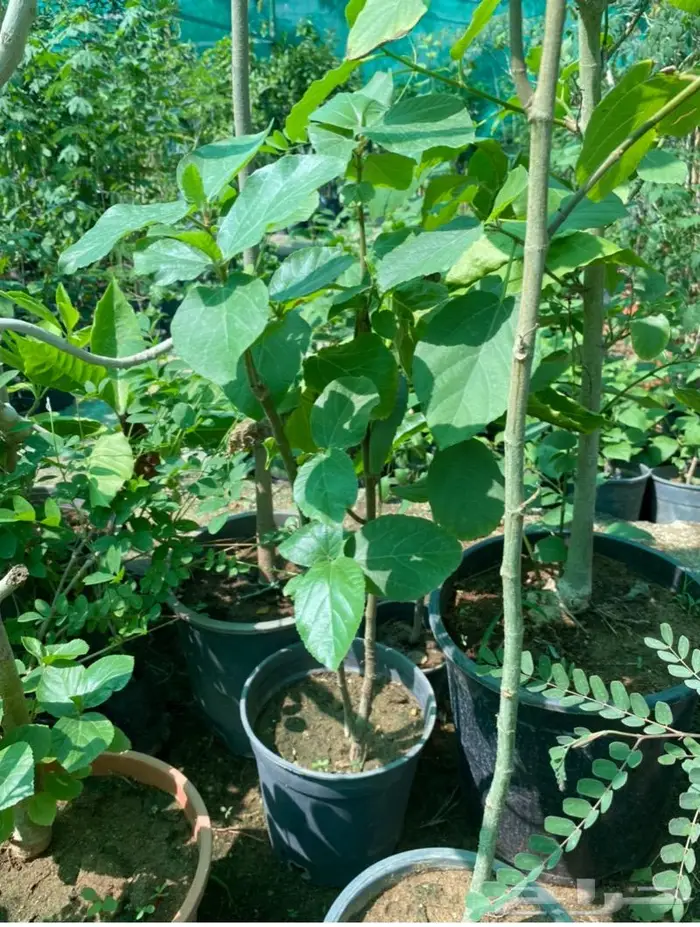 شتلات الجميز او الحماط او الابراه 6