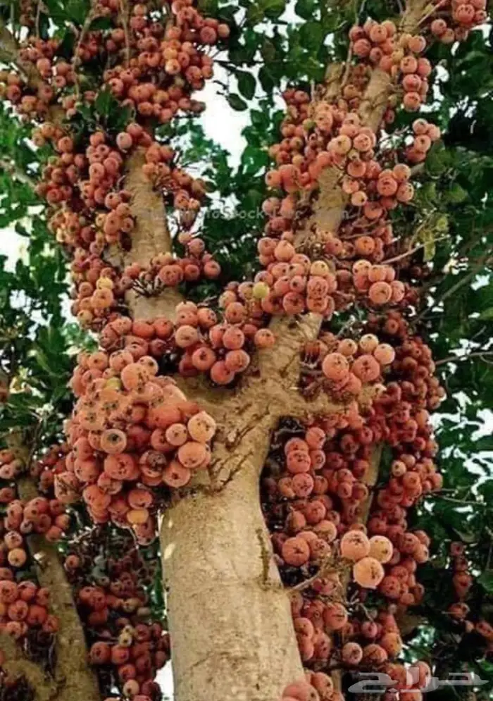 شتلات الجميز او الحماط او الابراه 0