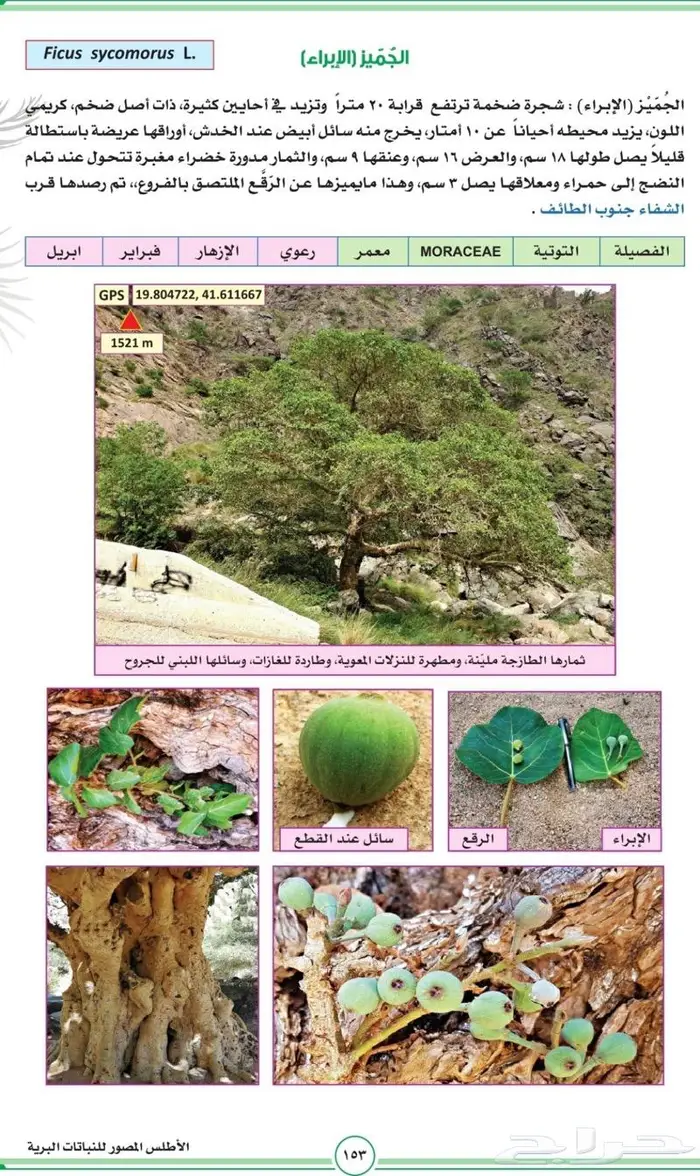 شتلات الجميز او الحماط او الابراه 3