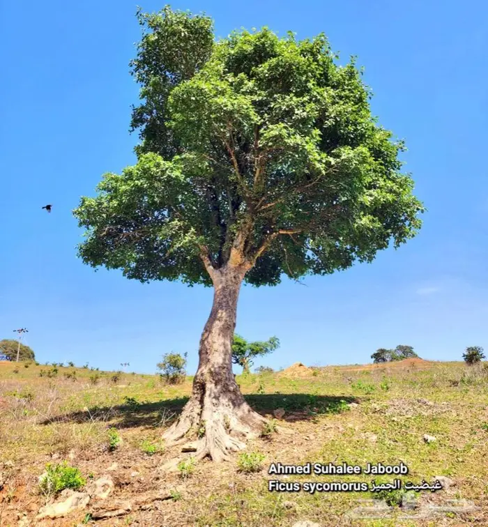 شتلات الجميز او الحماط او الابراه 1