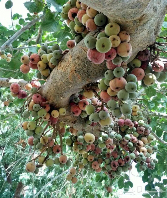 شتلات الجميز او الحماط او الابراه 2