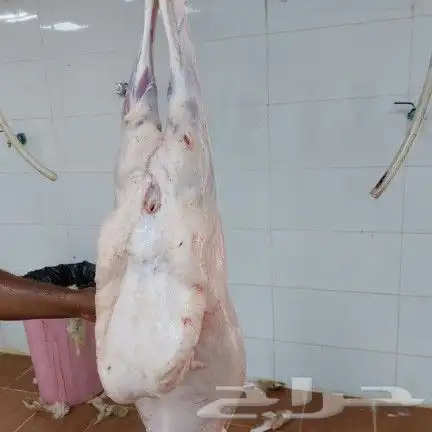 ذبايح ثلاجة وتجهيز ولائم ومناسبات 1