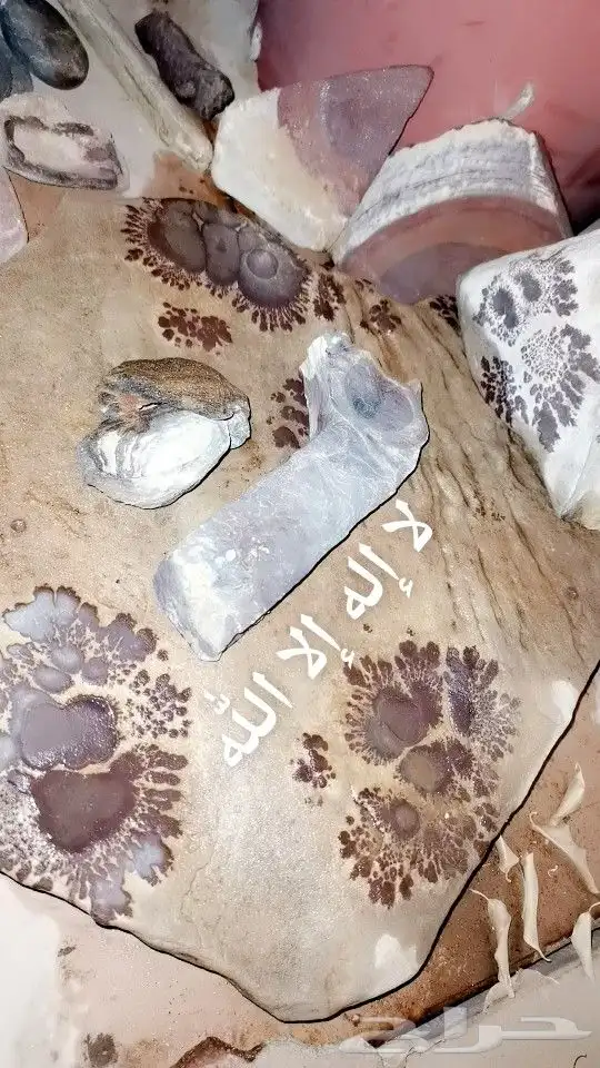 تبوك زعتر بري 2