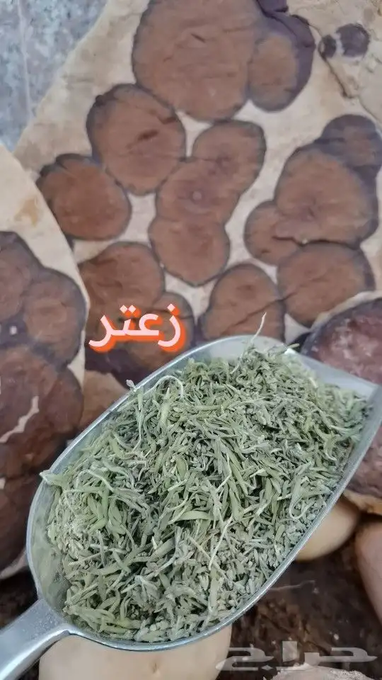 تبوك زعتر بري 1