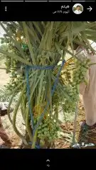 فسائل نخيل مثمرة جميع الانواع والأحجام 4