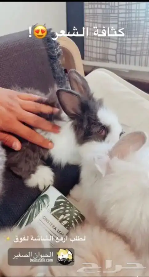 ارانب الهندلوب متوفر تمارا 8