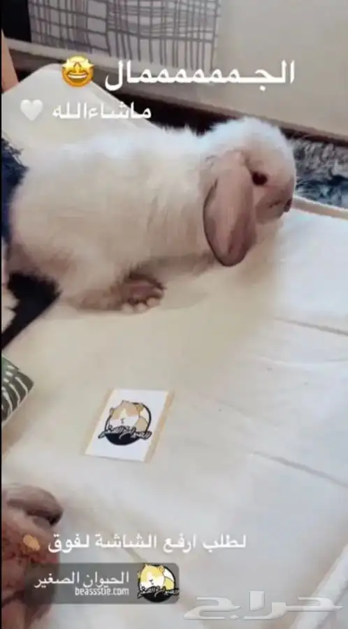 ارانب الهندلوب متوفر تمارا 0