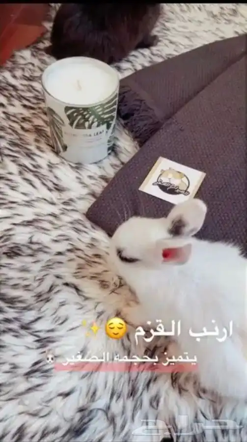 ارانب الهندلوب متوفر تمارا 4