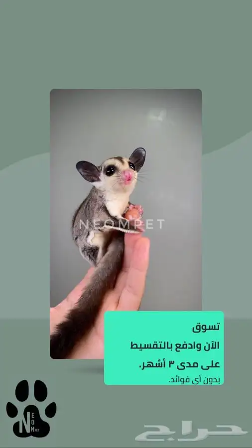 سنجاب اقساط شوقر قلايدر السنجاب الطائر اليف ذكر انثى صغير 1