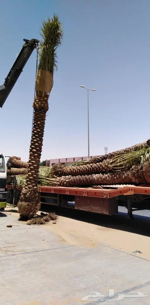 زراعه وشبوك واعمال حجر 1
