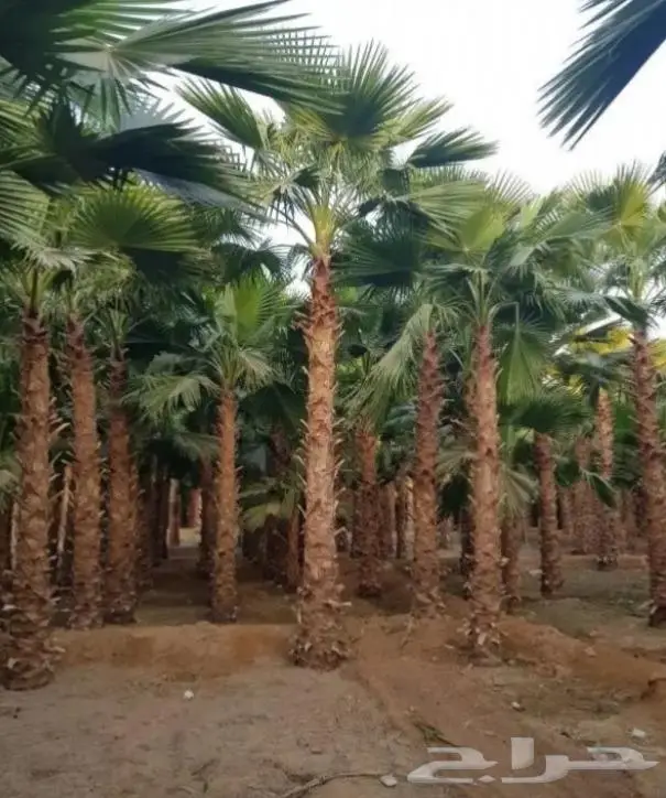 زراعه وشبوك واعمال حجر 3
