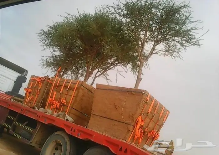 زراعه وشبوك واعمال حجر 6