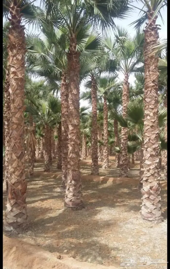 زراعه وشبوك واعمال حجر 4