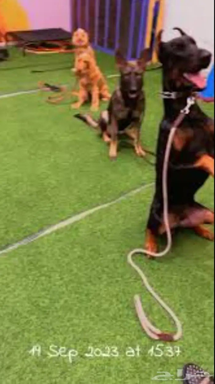 تدريب كلاب Dog training in Tabuk Neom 1