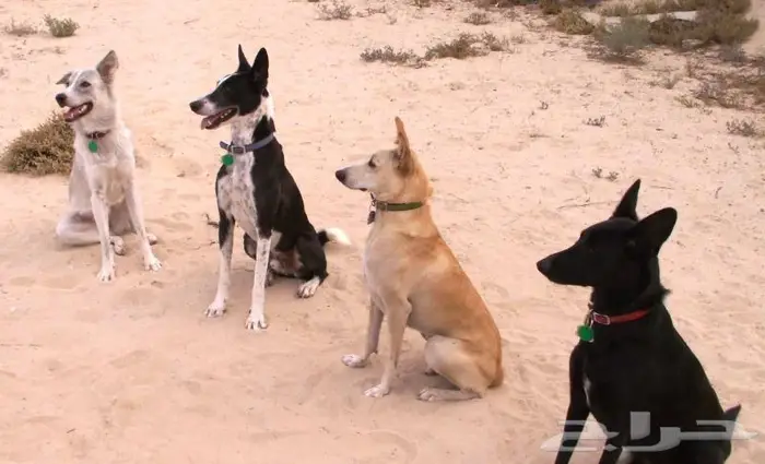 تدريب كلاب Dog training in Tabuk Neom 0
