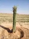 فسائل نخيل مثمرة جميع الانواع والأحجام 0