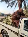 فسائل نخيل مثمرة جميع الانواع والأحجام 1