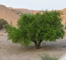 عسل سدر جبلي بيشاور اصلي 2