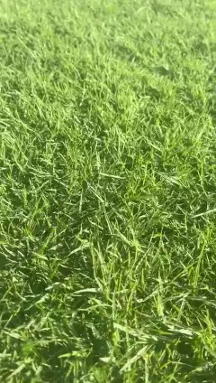 ثيل طبيعي c2000 نجيله طبيعي 7