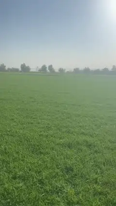 ثيل طبيعي c2000 نجيله طبيعي 4