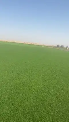 ثيل طبيعي c2000 نجيله طبيعي 1