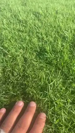 ثيل طبيعي c2000 نجيله طبيعي 6