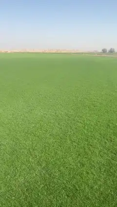 ثيل طبيعي c2000 نجيله طبيعي 3