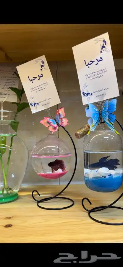متجر modi Birds مودي للحيوانات الاليفة 3