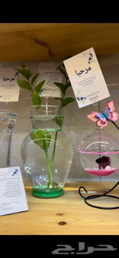 متجر modi Birds مودي للحيوانات الاليفة 4