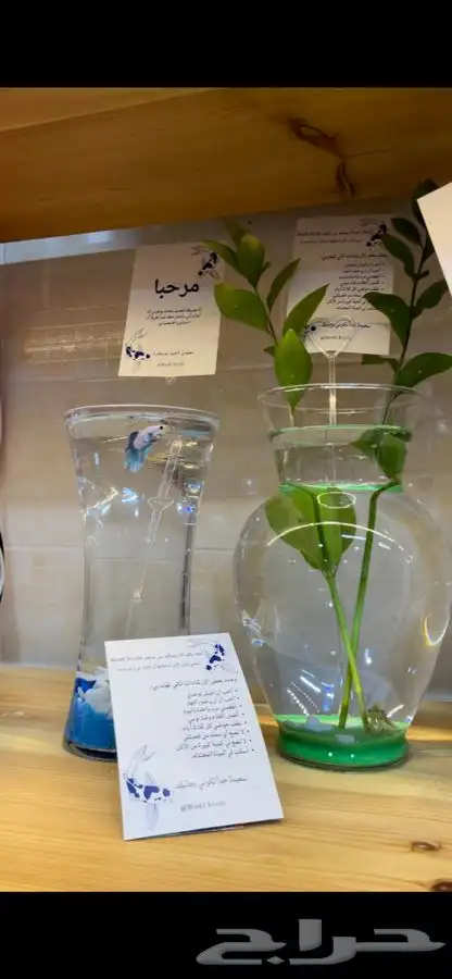 متجر modi Birds مودي للحيوانات الاليفة 5