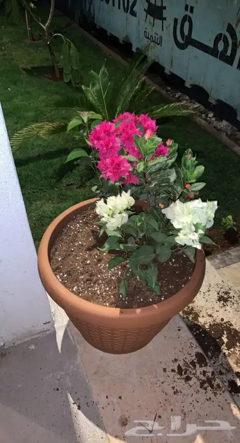 نجيله اشجار احواض   كل مايلزم الزراعه 62