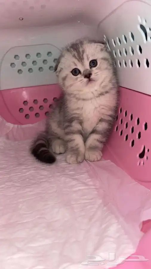 سكوتش فولد 1