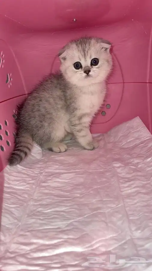 سكوتش فولد 3