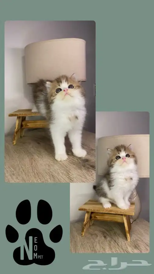 قطط الرياض كيتن قطه بسه سكوتش فولد هملايا شيرازي انثى ذكر قط 2