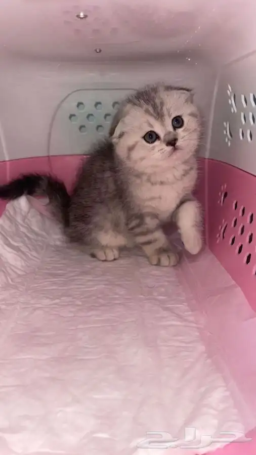 سكوتش فولد 4