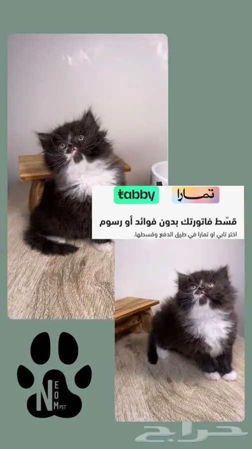 قطط الرياض كيتن قطه بسه سكوتش فولد هملايا شيرازي انثى ذكر قط 1