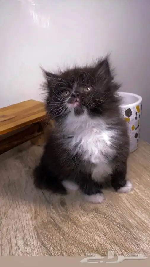 قطط الرياض كيتن قطه بسه سكوتش فولد هملايا شيرازي انثى ذكر قط 0