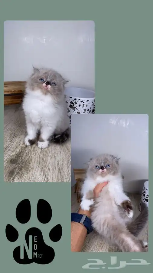 قطط الرياض كيتن قطه بسه سكوتش فولد هملايا شيرازي انثى ذكر قط 4