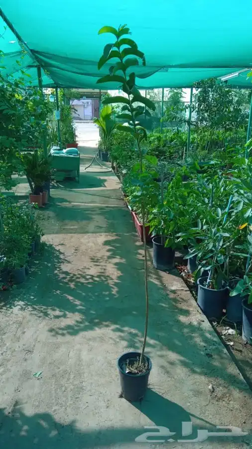 نجيله اشجار احواض   كل مايلزم الزراعه 52