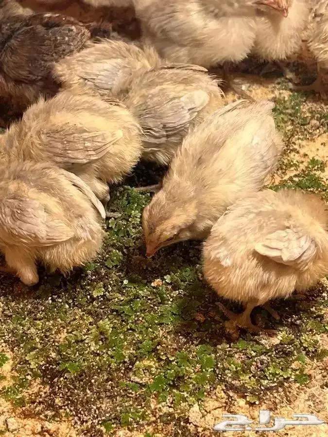 ازولا علف للدواجن والأغنام والطيور شبة مجاني 4