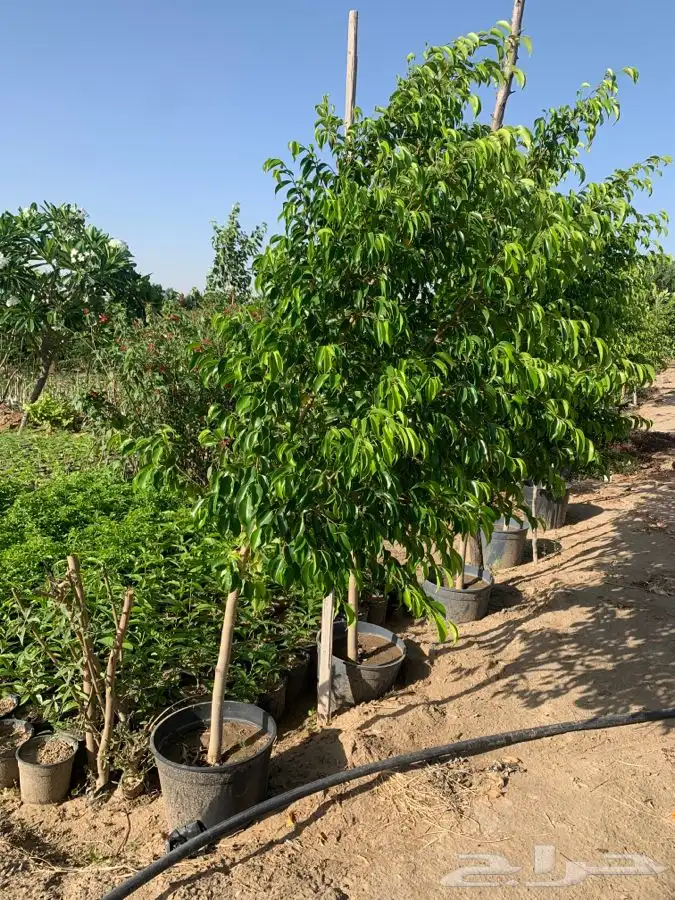 نجيله اشجار احواض   كل مايلزم الزراعه 49