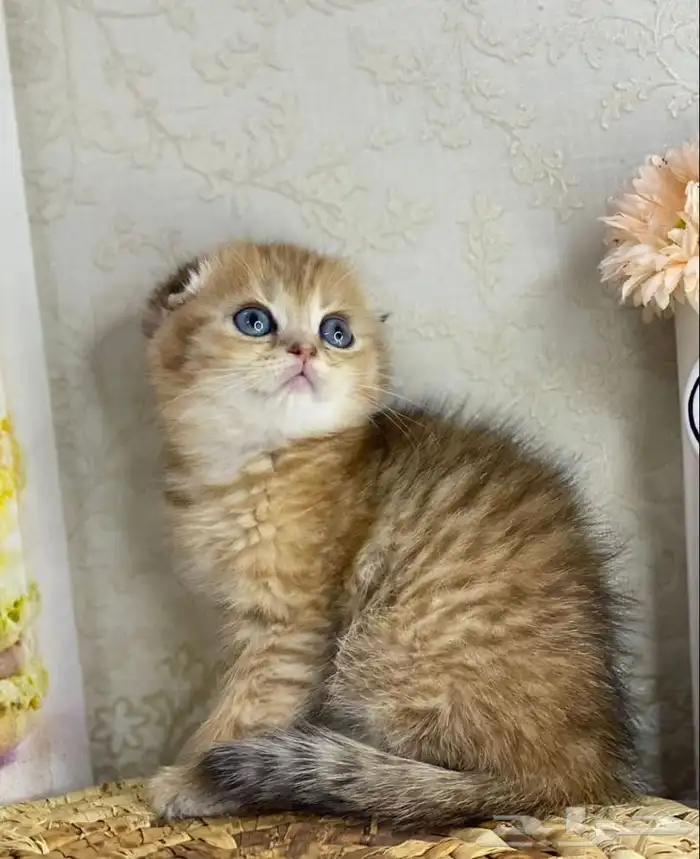 سكوتش فولد 0