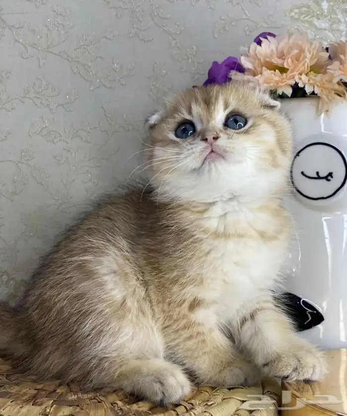 سكوتش فولد 2