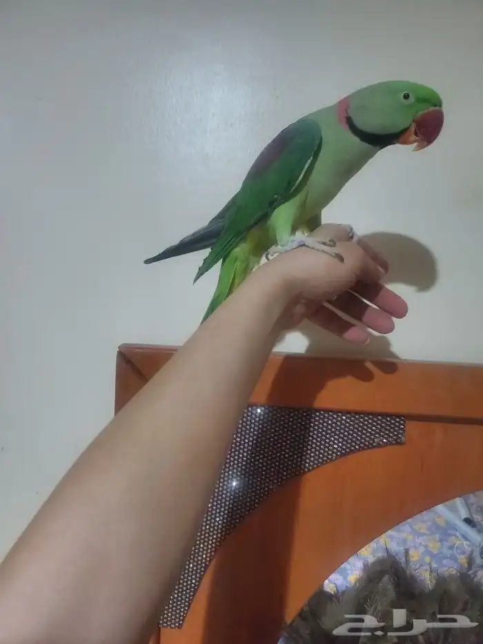 مشاء الله تبارك الله نيبالي أليف هدد متكلم 2