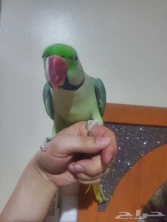 مشاء الله تبارك الله نيبالي أليف هدد متكلم 0