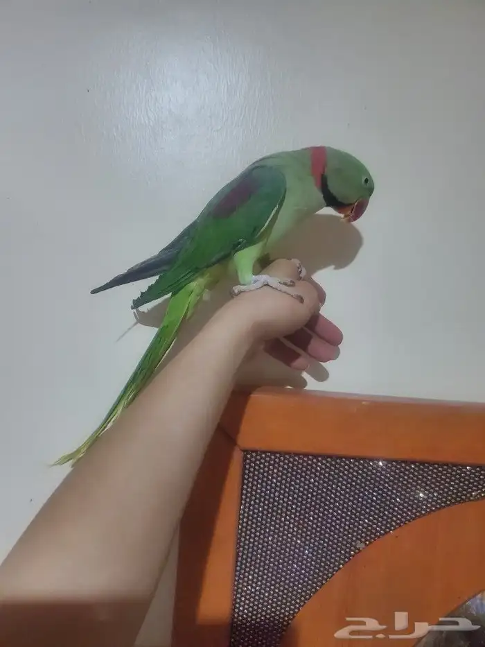 مشاء الله تبارك الله نيبالي أليف هدد متكلم 3