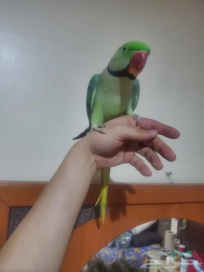 مشاء الله تبارك الله نيبالي أليف هدد متكلم 1